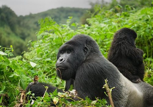 great-apes-rwanda